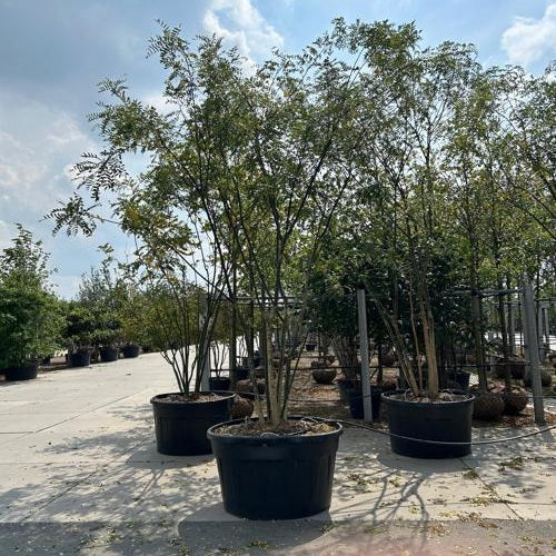 Pagodträd - Sophora japonica 350-400 MS CONT